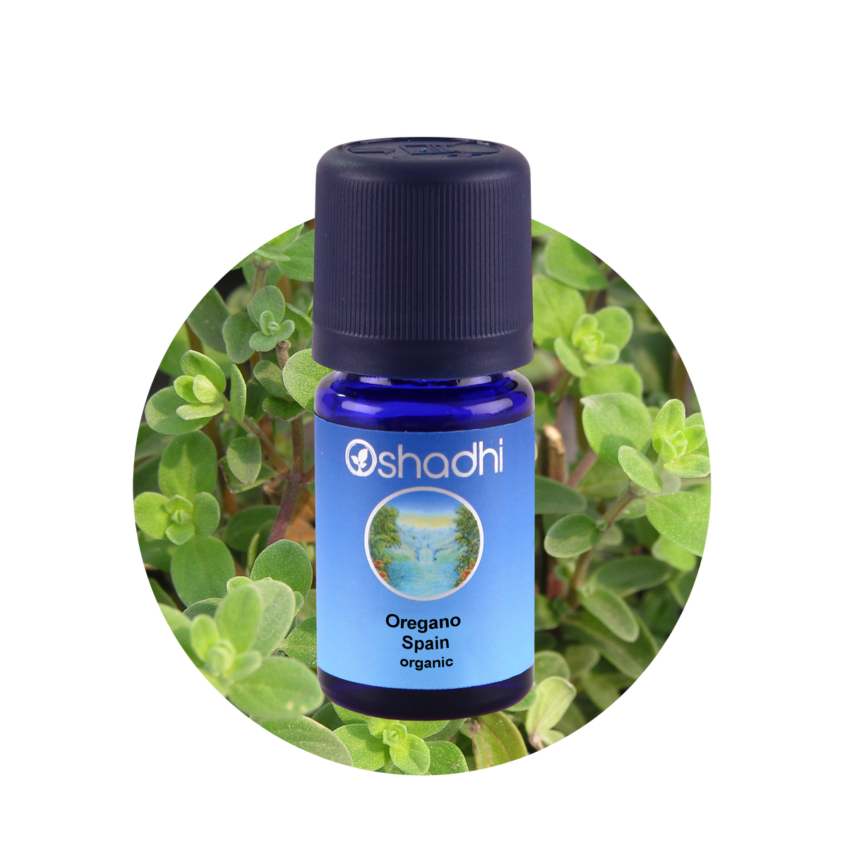 Етерично масло от Испанска мащерка, БИО (Thymus capitatus) Milena