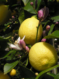 Етерично масло от Лимон жълт, био - Oshadhi ароматерапия aromatherapy essential oils