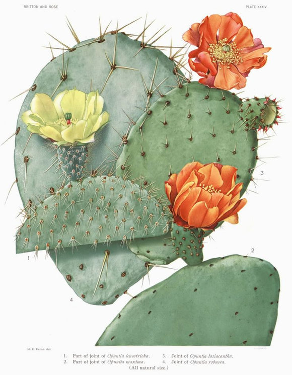 Opuntia ficus indica кактус масло от плодовете на кактус Wikipedia
