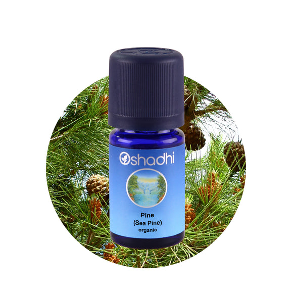 Eterichno-maslo-bor-sea-pine