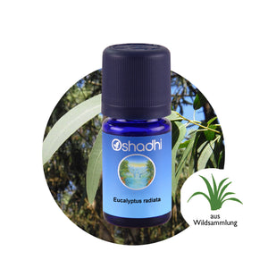 Етерично масло от Евкалипт (теснолист евкалипт) (E. radiata) - Oshadhi ароматерапия aromatherapy essential oils