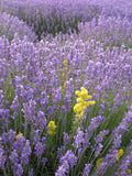 Синергия (етерични масла): Затвори очи - Oshadhi ароматерапия aromatherapy essential oils