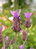 Етерично масло от Широколистна лавандула (Спика) БИО - Oshadhi ароматерапия aromatherapy essential oils